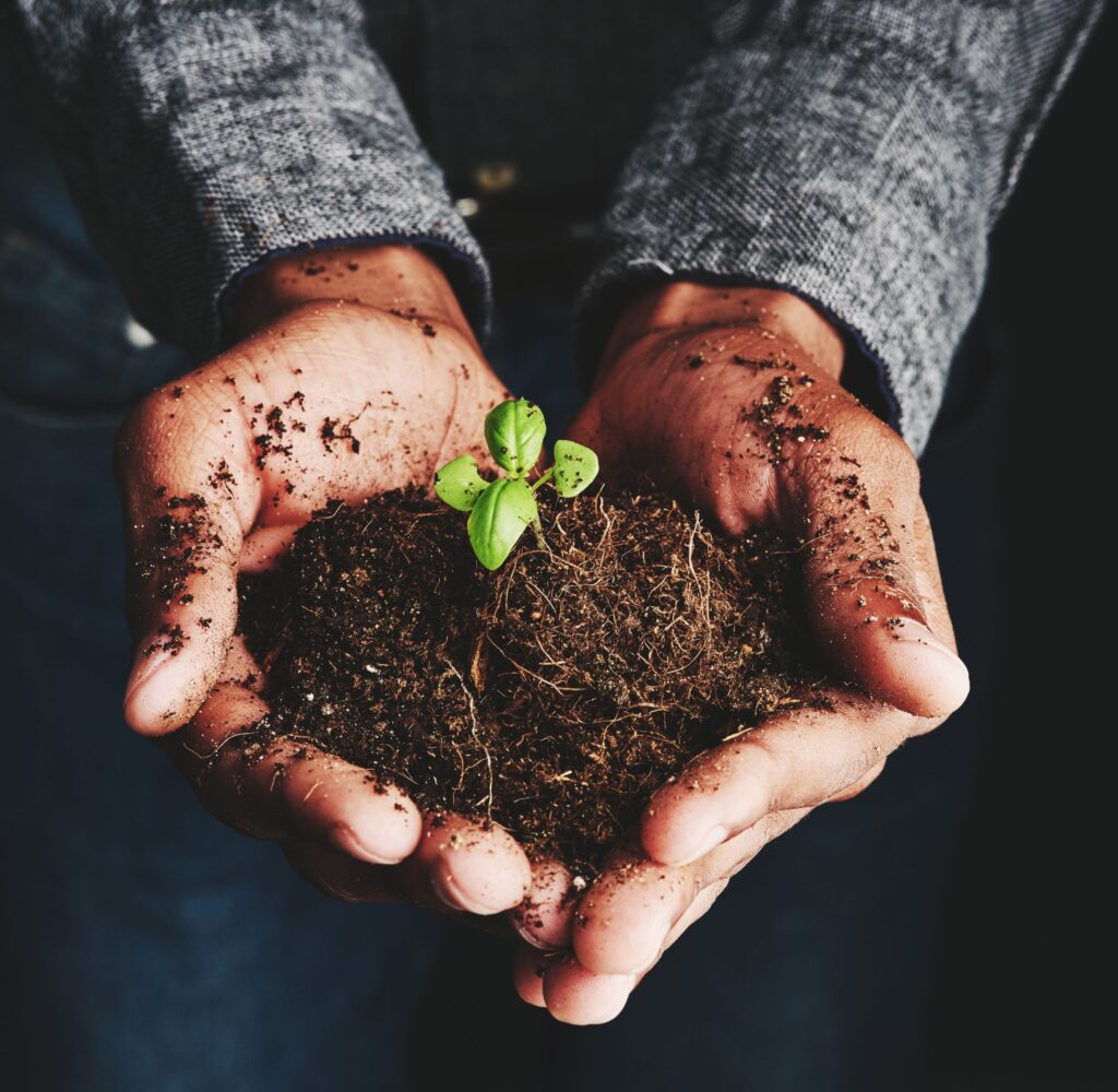 Person, dirt in hands and plant in studio for growth, development and sustainable business on dark background. Man, fertilizer and holding fresh sprout with hope, environment care and responsibility.