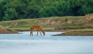 A deer seen in the distance drinking water from a stream.